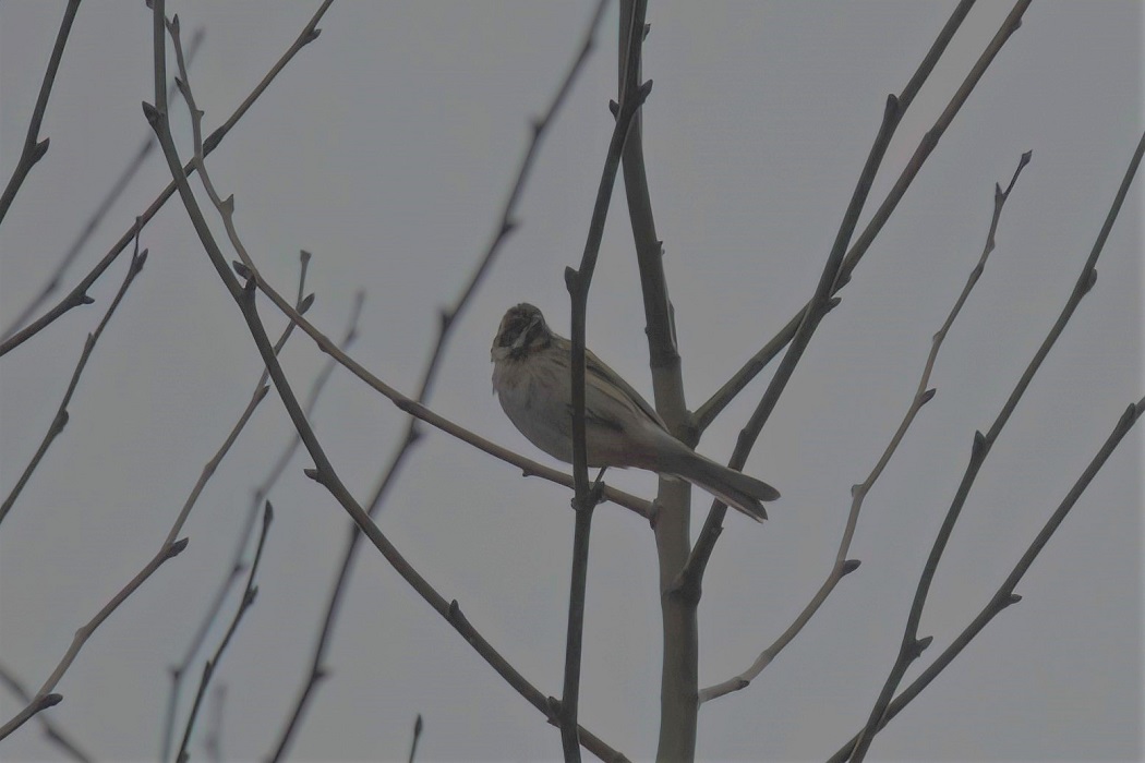 Reed Bunting